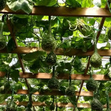 Swan Gourd Seeds – Unique Ornamental Gourd, Easy to Grow and Maintain, Ideal for Crafting & Shade