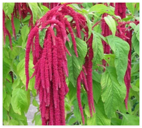 Love Lies Bleeding, Amaranthus caudatus Seeds