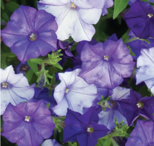 Shock Wave Denim * Trailing Petunia * Pelleted Seeds