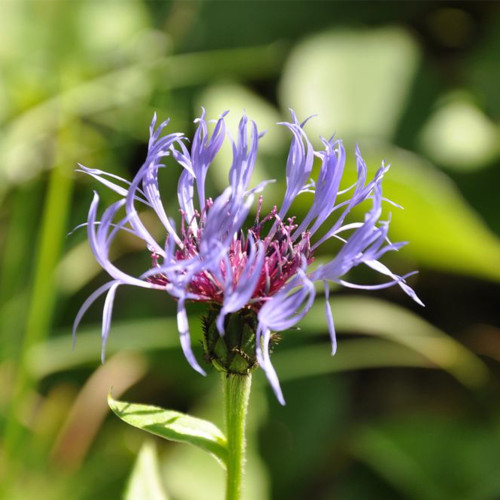 Mountain Bluet Seeds – Perennial Centaurea montana, Low Maintenance for Cut Flower & Border