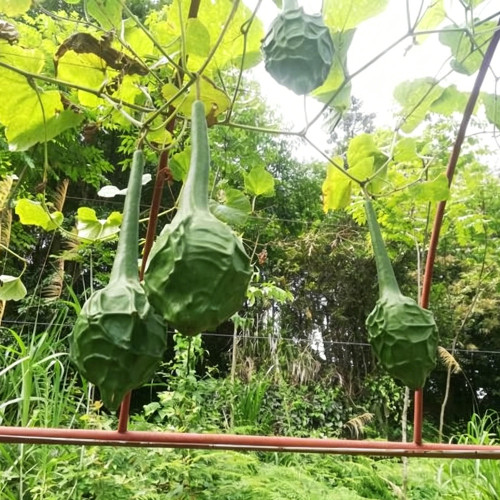 Crane Head Gourd Seeds – Unique Shape, Easy to Grow, Strong Ornamental Appeal, Perfect for Home Gardening Enthusiasts