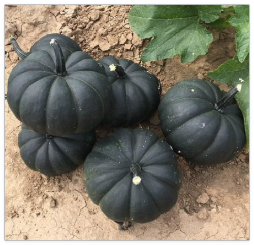 Midnight Treated Black Pumpkin Seeds – Rare Heirloom & High Germination