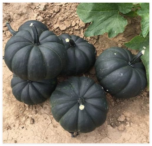 Midnight Treated Black Pumpkin Seeds – Rare Heirloom & High Germination