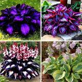 Mixed Hosta Seeds for Planting Outdoors, Giant Hostas Seeds Perennial