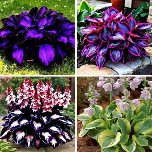 Mixed Hosta Seeds for Planting Outdoors, Giant Hostas Seeds Perennial