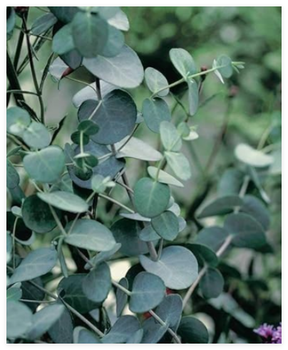 Silver Drop Eucalyptus Seeds | Aromatic Silver Foliage | Fast Growing