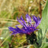 Mountain Bluet Seeds – Perennial Centaurea montana, Low Maintenance for Cut Flower & Border