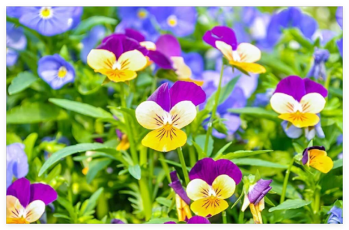 Johnny Jump Up Pansy Seeds Beautiful Perennial Garden Flowers Multicolor