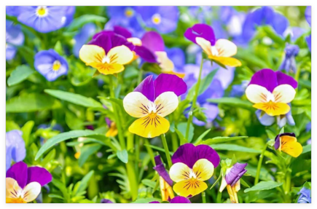 Johnny Jump Up Pansy Seeds Beautiful Perennial Garden Flowers Multicolor