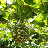 Swan Gourd Seeds – Unique Ornamental Gourd, Easy to Grow and Maintain, Ideal for Crafting & Shade