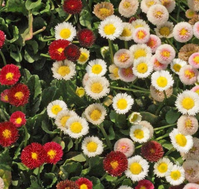 Daisy English Mixed Color Low Grow Groundcover, Borders, Rock Gardens