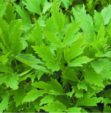 Lovage Seeds 200+ Common Herb Heirloom Perennial Non-GMO