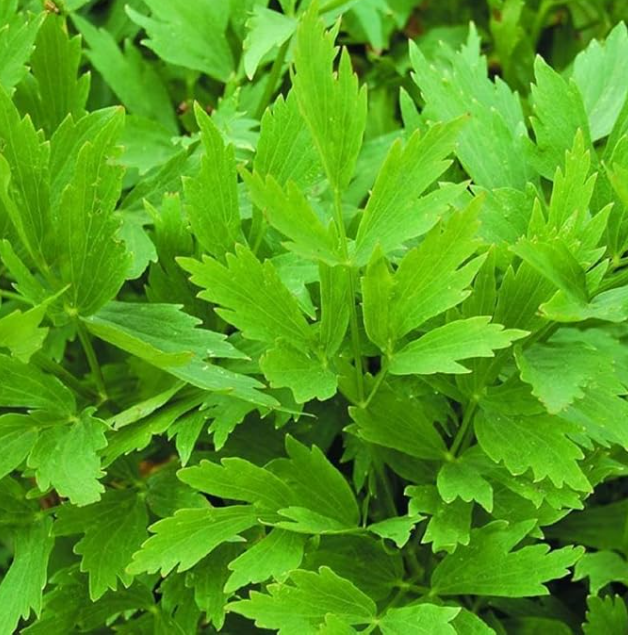 Lovage Seeds 200+ Common Herb Heirloom Perennial Non-GMO