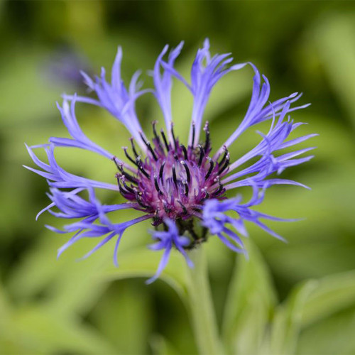 Mountain Bluet Seeds – Perennial Centaurea montana, Low Maintenance for Cut Flower & Border