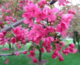 Prairifire Crabapple Seeds for Garden Planting