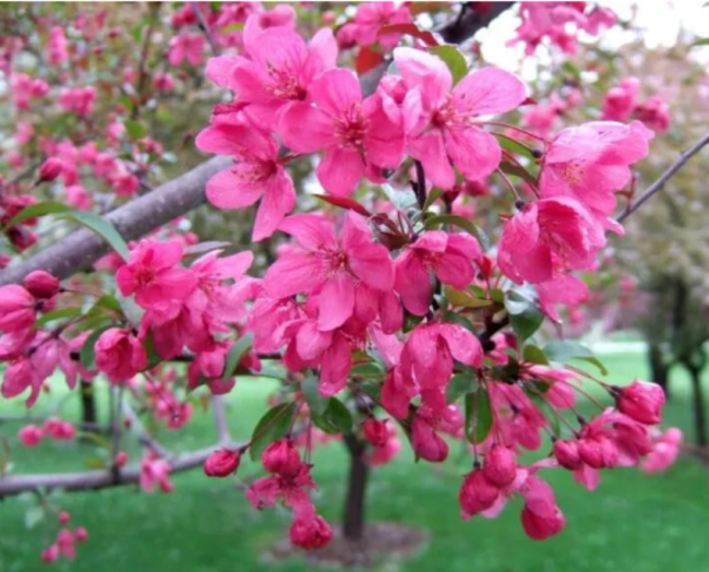 Prairifire Crabapple Seeds for Garden Planting