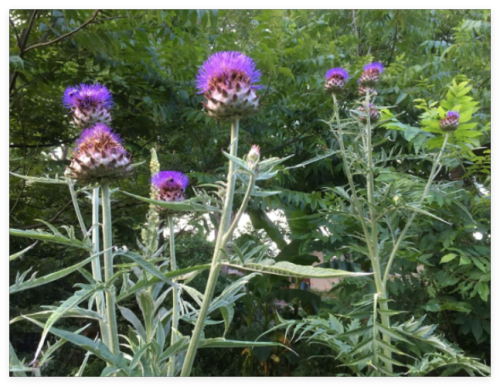 Cardoon Seeds aka Artichoke Thistle/Organic