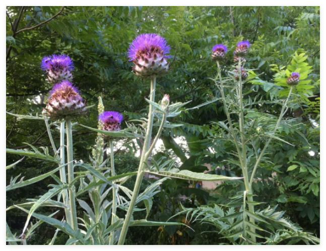 Cardoon Seeds aka Artichoke Thistle/Organic