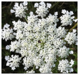 Anise Seeds Non-GMO Heirloom Herbs Vegetable