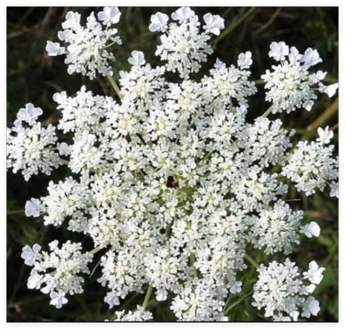 Anise Seeds Non-GMO Heirloom Herbs Vegetable