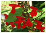 Texas Red Sage Salvia Coccinea Native for Hummingbirds Seeds
