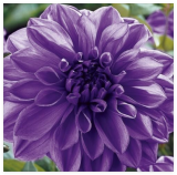 Giant Dinner Plate Dahlia Lilac TIME Flower Bulb Tuber Clump