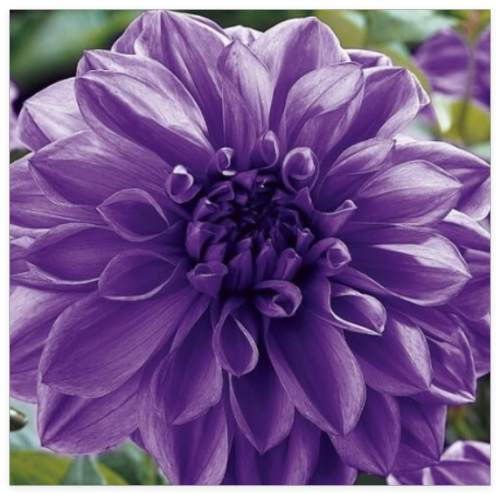 Giant Dinner Plate Dahlia Lilac TIME Flower Bulb Tuber Clump