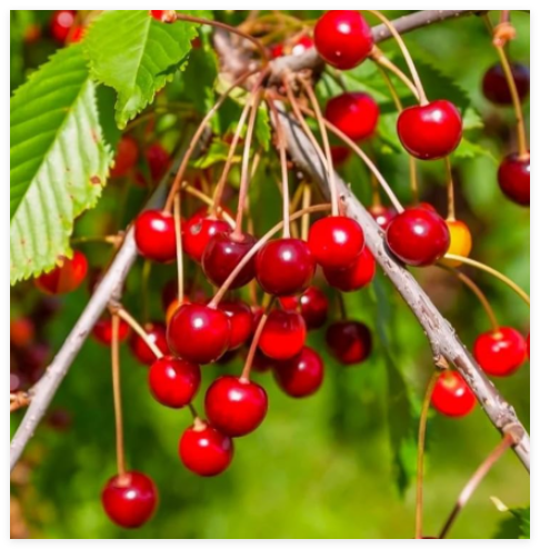Sweet Red Cherry Tree Seeds Planting Mazzard Juicy Red Cherries