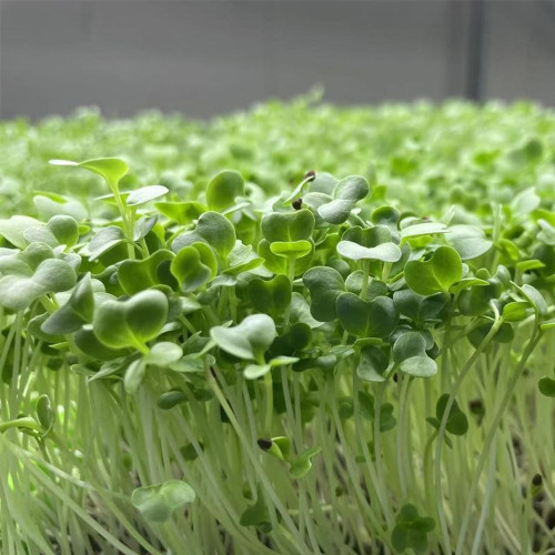 Broccoli Sprouting Seeds – Tender & Crisp, Mild Radish Pungency, High in Sulforaphane, for Salads or Stir-Fry