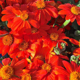 Mexican Sunflower Seeds | Tithonia rotundifolia, Ornamental Flower, Orange-Red Blooms, Sturdy Stems for Gardens