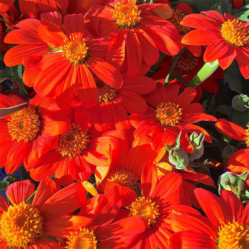 Mexican Sunflower Seeds | Tithonia rotundifolia, Ornamental Flower, Orange-Red Blooms, Sturdy Stems for Gardens