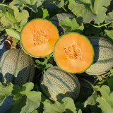 No.8 Red Cantaloupe Hybrid Seeds | Thick Red-Orange Flesh, Vigorous Compact Growth, Easy Cultivation, High Yield