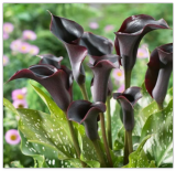 Black Hero Calla Lily Bulb | Large Size Bulbs | Packaged Planting Guide