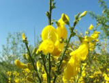 Cytisus scoparius Seeds | Scotch Broom | Broomtops | Irish Broom