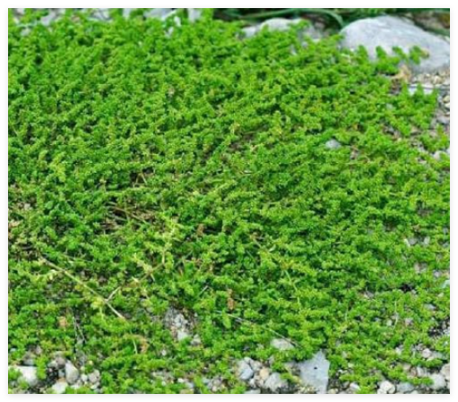 Green Carpet Rupturewort Herniaria Glabra Seeds