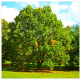 Swamp White Oak Seeds - Quercus Bicolor Water Humidity