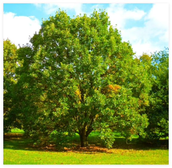 Swamp White Oak Seeds - Quercus Bicolor Water Humidity