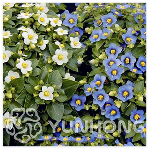 Exacum Affine Seed Fragrant Plant Seed Potted Plants for Home & Garden - (Color: 2)