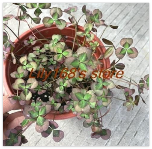 Lucky Love Bonsai, Four Leaf Clover Clover Indoor Vase Family Garden Flowers Seeds