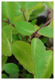 Miracle Leaf 12 Count Folklore Medicinal Kalanchoe