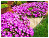 Delosperma Cooperi Table Mountain Tasty Easy Growing DIY Home Garden