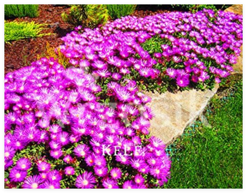 Delosperma Cooperi Table Mountain Tasty Easy Growing DIY Home Garden