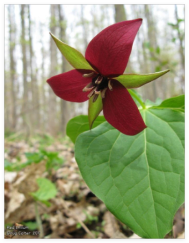 Red Trillium (Trillium Erectum) Bulbs | Bare-Root
