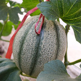 No.8 Red Cantaloupe Hybrid Seeds | Thick Red-Orange Flesh, Vigorous Compact Growth, Easy Cultivation, High Yield