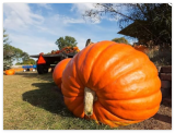 World Record Pumkin Seeds | Grow Atlantic Giant Pumpkins
