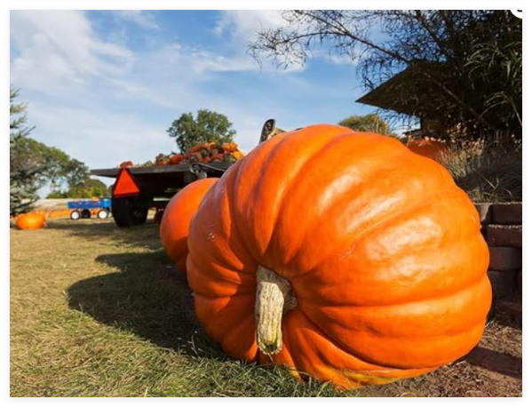 World Record Pumkin Seeds | Grow Atlantic Giant Pumpkins