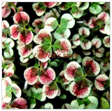 Lucky Love Bonsai, Four Leaf Clover Clover Indoor Vase Family Garden Flowers Seeds