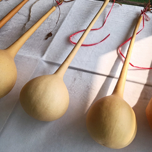 Long Handle Gourd Seeds – Long-Handle Ornamental Variety, Sun-Loving, Easy to Grow, Unique Appearance, Versatile Use