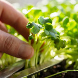 Broccoli Sprouting Seeds – Tender & Crisp, Mild Radish Pungency, High in Sulforaphane, for Salads or Stir-Fry