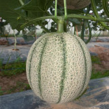 No.8 Red Cantaloupe Hybrid Seeds | Thick Red-Orange Flesh, Vigorous Compact Growth, Easy Cultivation, High Yield